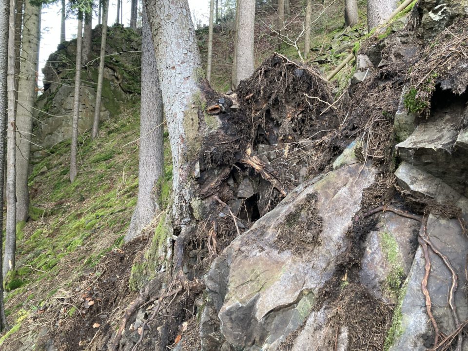 Das Bild zeigt einen steilen, felsdurchsetzten Hang in einem Waldgebiet. Im Vordergrund sind große Felsblöcke sichtbar, die teilweise von Erde und Wurzeln bedeckt sind, während ein Baumstamm mit freiliegenden Wurzeln direkt am Hang steht. Im Hintergrund wachsen zahlreiche gerade Bäume auf einer mit Moos und Vegetation bedeckten Fläche, die sich den Hang hinauf erstreckt.