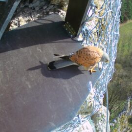 Auf dem Bild steht ein Turmfalke auf einer dunklen Plattform, die an einem Felsen befestigt ist. Der Vogel hat ein graues Kopfgefieder, einen rotbraunen Rücken mit schwarzen Flecken und einen langen Schwanz mit dunkler Spitze. Rechts ist ein Drahtgeflecht zur Sicherung des Felsens zu sehen, und im Hintergrund erkennt man eine bewaldete Landschaft in der Tiefe.