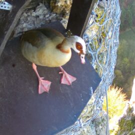Auf dem Bild sitzt eine Nilgans auf einer dunklen Plattform, die an einem Felsen befestigt ist. Die Gans hat braun-beige Federn mit auffälligen dunklen Augenringen und rosa Schwimmfüße. Rechts ist ein Drahtgeflecht zu sehen, das den Felsen sichert, und im Hintergrund erkennt man eine bewaldete Landschaft in der Tiefe.