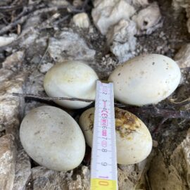 Auf dem Bild liegen vier helle Eier auf einem Untergrund aus Steinen und kleinen Ästen. Neben den Eiern ist ein Maßband platziert, das die Größe der Eier anzeigt, wobei die Skala in Zentimetern zu sehen ist. Die Umgebung wirkt wie eine natürliche Fels- oder Höhlenstruktur, die als Nistplatz dient.