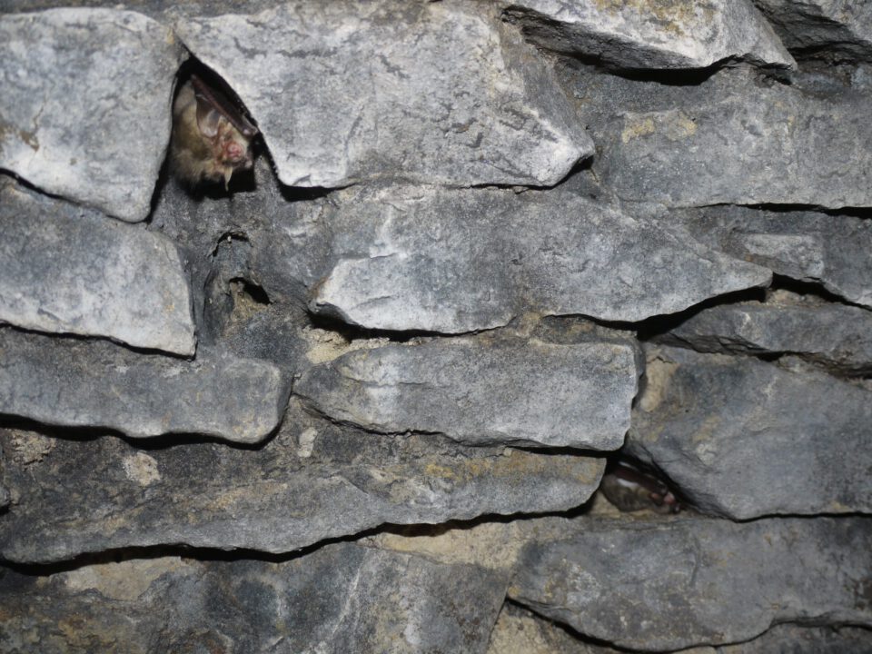 Das Bild zeigt eine Natursteinmauer aus flach geschichteten, grauen Bruchsteinen. Zwischen zwei der Steinschichten sitzt eine Fledermaus, die mit dem Kopf nach außen aus einer schmalen Spalte hervorschaut. Man erkennt das Gesicht, die geschlossenen Augen und ein angewinkeltes Flügelteil.