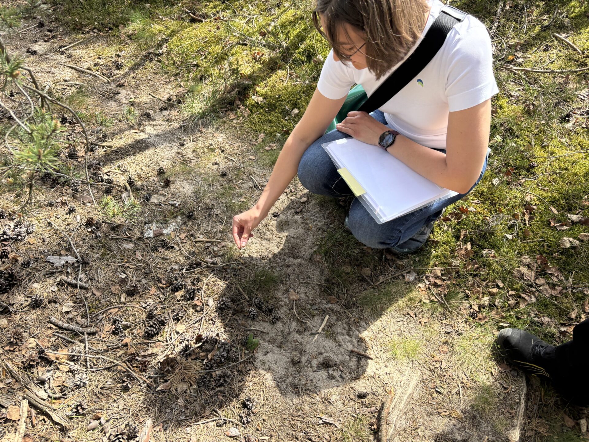 Eine Person kniet auf dem Waldboden und begutachtet mit den Fingern eine kleine Pflanze zwischen Nadeln, Zapfen und Sand. In der anderen Hand hält die Person eine Mappe mit Unterlagen, was auf eine dokumentierende Untersuchung hindeutet. Die Umgebung besteht aus einem lichten Wald mit Moos, kleinen Ästen und verstreuten Kiefernzapfen.