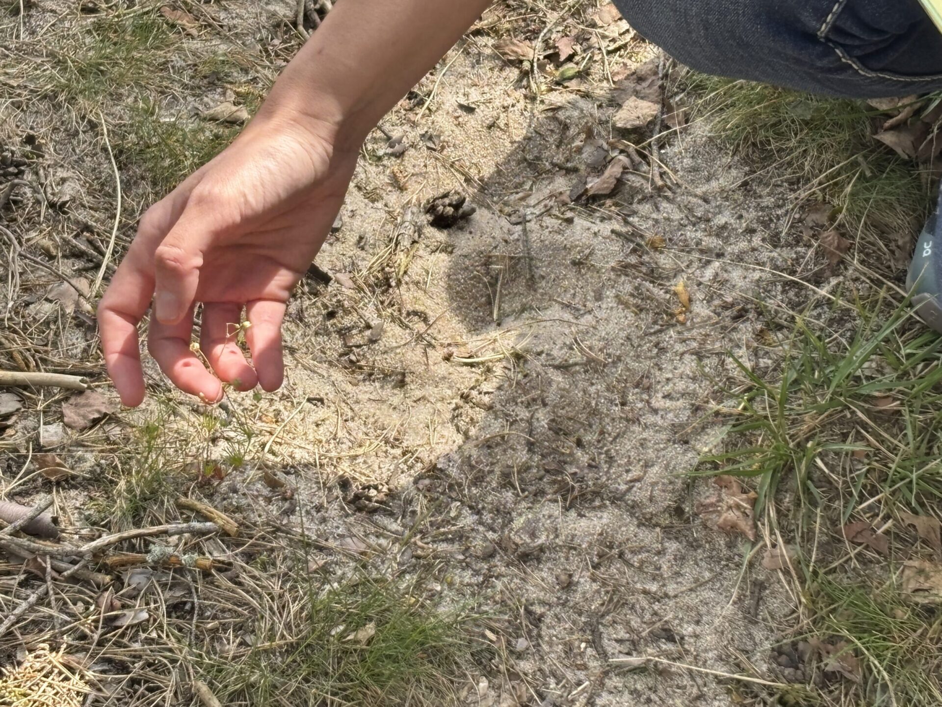 Eine Hand hält eine kleine Pflanze auf einer sandigen, mit Nadeln und Zweigen bedeckten Bodenfläche. Der Untergrund zeigt eine Mischung aus hellem Sand, trockenen Pflanzresten und vereinzeltem Grasbewuchs. Die Aufnahme konzentriert sich auf die Detailbetrachtung der Pflanze.
