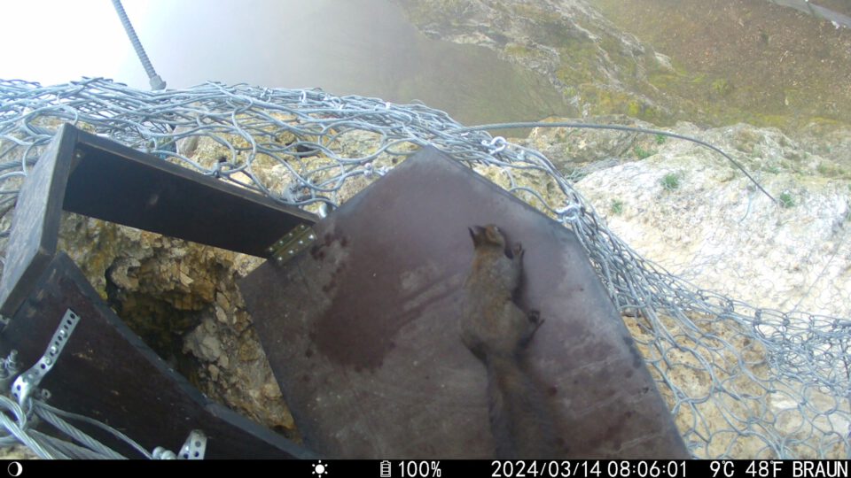 Das Bild zeigt eine felsige Umgebung mit einem Schutznetz aus Metall, das über den Hang gespannt ist. Im Vordergrund befindet sich eine dunkle Holzkonstruktion mit einer Platte, auf der ein Eichhörnchen liegt. Der Hintergrund zeigt einen steilen Abhang mit spärlicher Vegetation und grauen Felsen.