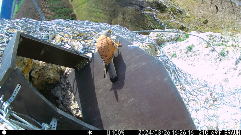Das Bild zeigt eine felsige Landschaft mit einem stabilen Metallgestell, das an der Felswand befestigt ist und von einem Drahtseilnetz umgeben wird. Auf dem Gestell sitzt ein Turmfalke, erkennbar an seinem rotbraunen Rücken mit schwarzen Flecken und dem grauen Kopf. Im Hintergrund sind grüne Wiesen und Bäume zu sehen, die sich über ein Tal erstrecken, während der Himmel klar und hell ist.