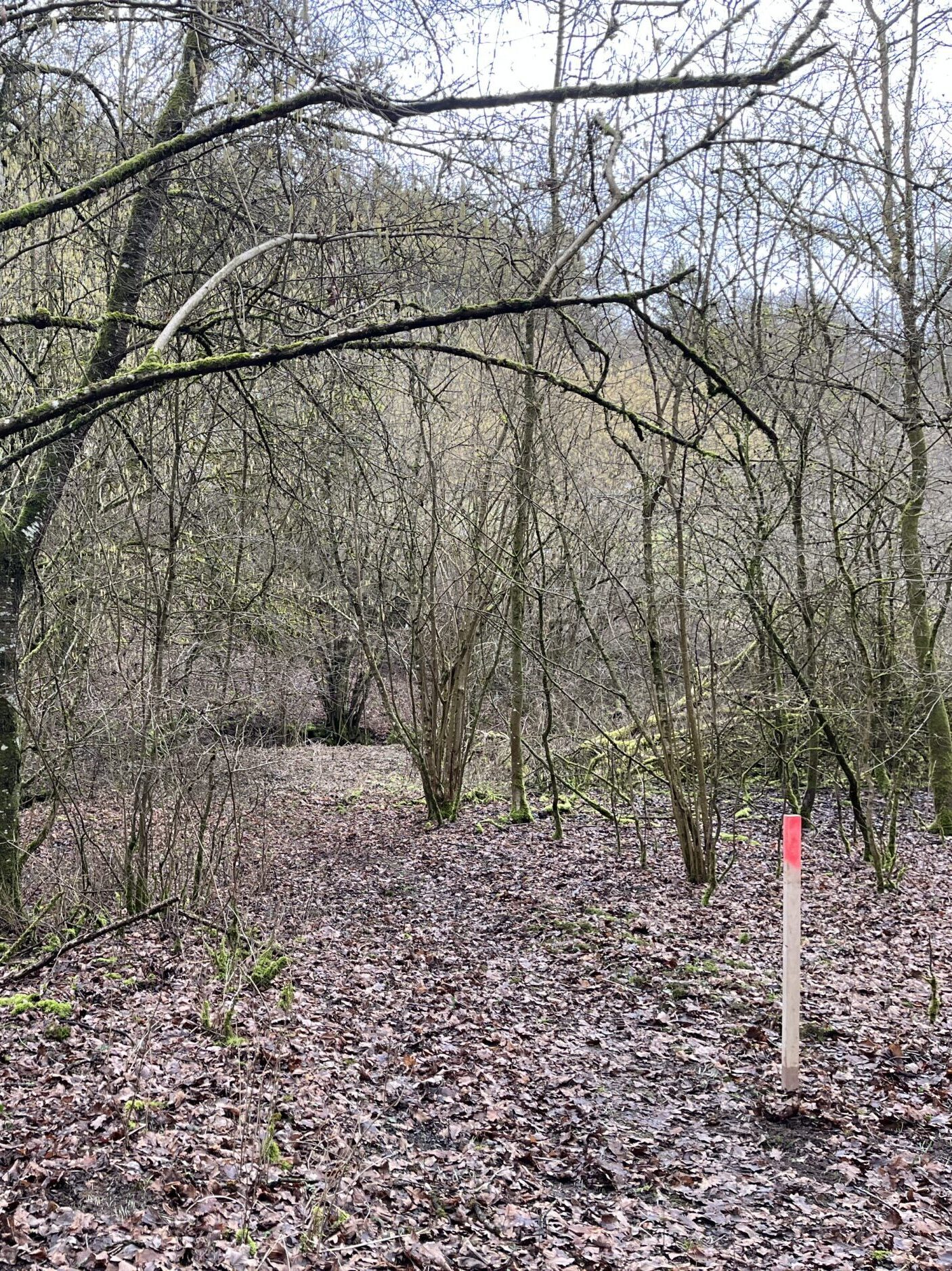 Ein schmaler, mit Laub bedeckter Weg führt durch einen lichten Wald mit dünnen, teils bemoosten Bäumen. Rechts am Weg steht ein Holzstab mit einer farbigen Markierung, der zur Orientierung oder Vermessung dient.