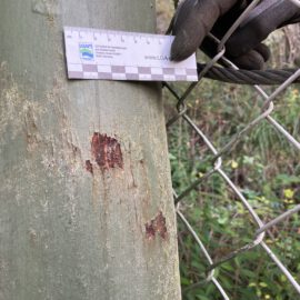 Das Bild zeigt eine Nahaufnahme einer metallischen Zaunstütze mit sichtbaren Roststellen auf der Oberfläche. Daneben ist ein Stück Drahtseil und ein Maschendrahtzaun zu sehen, der an der Stütze befestigt ist. Eine Hand mit Arbeitshandschuh hält einen Maßstab an die Stütze, um die Größe der beschädigten Stellen zu dokumentieren, während im Hintergrund grüne Vegetation erkennbar ist.
