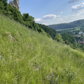 Das Bild zeigt eine sonnige Landschaft mit einer steilen Wiese, die von dichtem, grünem Gras und vereinzelten Wildblumen bedeckt ist. Links ragt ein markanter, spitzer Felsen aus einem Waldstück hervor, während im Hintergrund sanfte Hügel und ein Tal mit verstreuten Häusern zu sehen sind.