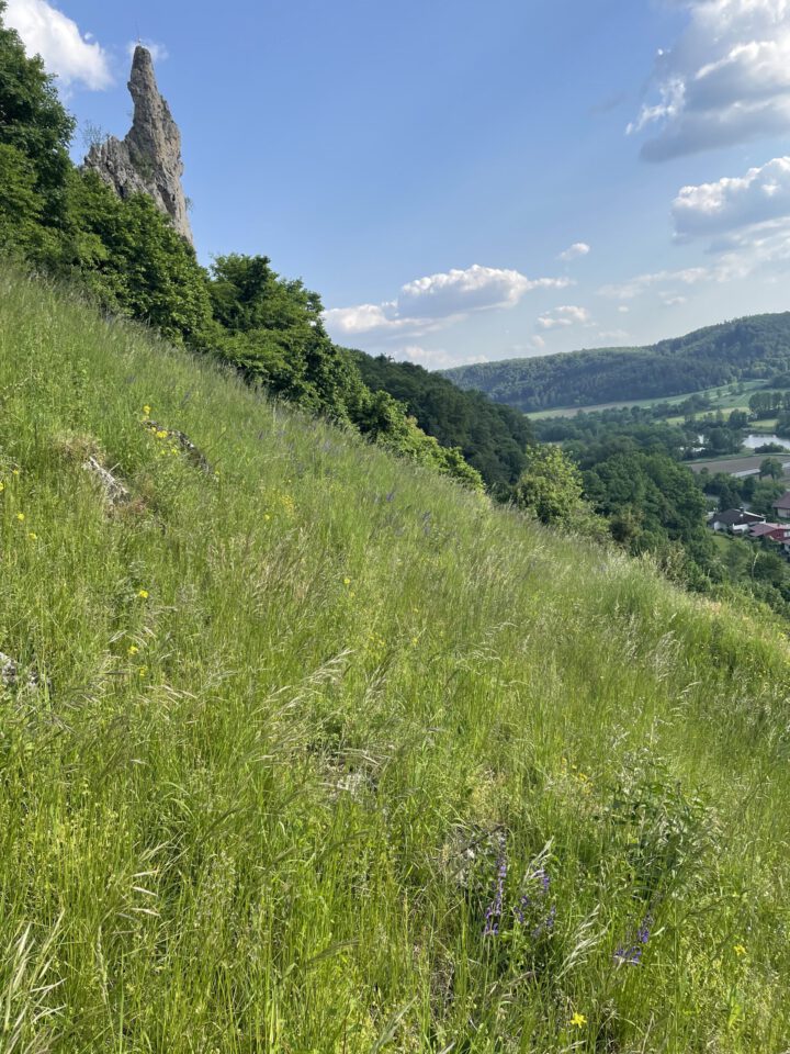 Das Bild zeigt eine sonnige Landschaft mit einer steilen Wiese, die von dichtem, grünem Gras und vereinzelten Wildblumen bedeckt ist. Links ragt ein markanter, spitzer Felsen aus einem Waldstück hervor, während im Hintergrund sanfte Hügel und ein Tal mit verstreuten Häusern zu sehen sind.