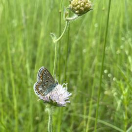 Das Bild zeigt eine Nahaufnahme einer zarten Blüte in einer grünen Wiese. Auf der Blüte sitzt ein kleiner Schmetterling mit filigranen Flügeln, die auf der Unterseite graubraun gefärbt sind und mit orangefarbenen Punkten sowie schwarzen und weißen Mustern verziert sind. Im Hintergrund sind unscharfe, lange Grashalme zu sehen, die die natürliche Umgebung betonen.