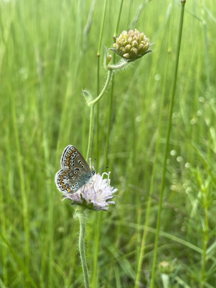 Das Bild zeigt eine Nahaufnahme einer zarten Blüte in einer grünen Wiese. Auf der Blüte sitzt ein kleiner Schmetterling mit filigranen Flügeln, die auf der Unterseite graubraun gefärbt sind und mit orangefarbenen Punkten sowie schwarzen und weißen Mustern verziert sind. Im Hintergrund sind unscharfe, lange Grashalme zu sehen, die die natürliche Umgebung betonen.