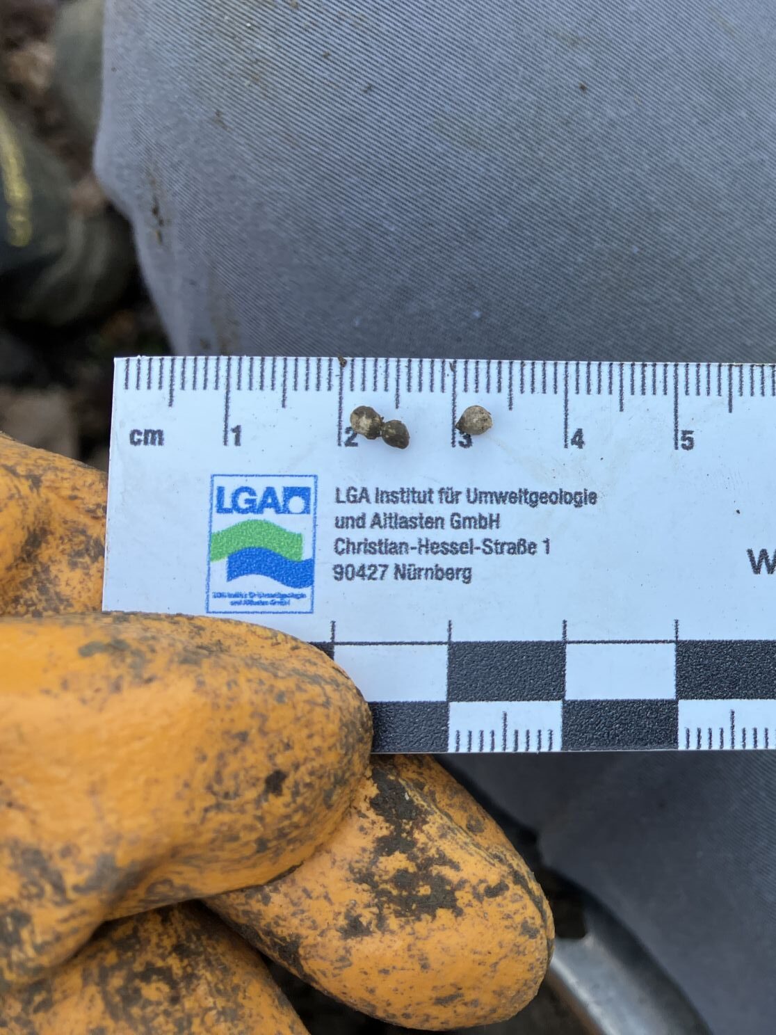 Ein weißer Maßstab mit schwarzer Skala wird in einer Hand mit einem schmutzigen Handschuh gehalten. Auf dem Maßstab liegen zwei kleine Boden- oder Steinpartikel, während im Hintergrund ein Hosenbein und Naturmaterialien zu sehen sind.