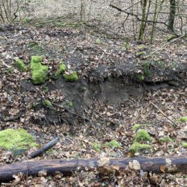 Das Bild zeigt eine Böschung im Wald, deren Oberfläche von braunen, feuchten Blättern bedeckt ist. In der Mitte ist eine deutlich erodierte Stelle zu erkennen, an der die Erde freiliegt und eine kleine Abbruchkante gebildet hat. Um die Böschung herum liegen grüne Moospolster und einige dünne Äste, während im Hintergrund kahle Sträucher und Bäume sichtbar sind.