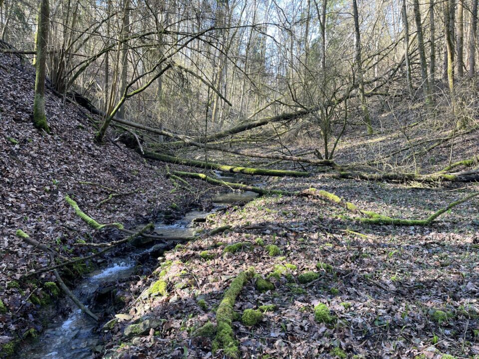 Ein schmaler Bach fließt durch ein bewaldetes Tal, umgeben von bemoosten Stämmen und herabgefallenem Laub. Einige umgestürzte Bäume liegen quer über dem Wasserlauf und prägen die natürliche Szenerie.