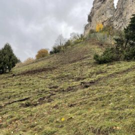 Das Bild zeigt eine offene Wiese mit kurzem Gras, das stellenweise braune und aufgewühlte Bereiche aufweist, vermutlich durch Arbeiten zur Freistellung. Im Hintergrund ragen zwei markante Felsen steil in den Himmel, daneben ist ein Metallzaun sichtbar, der einen Bereich am Fuß der Felsen abgrenzt. Einige Sträucher und kleine Bäume mit herbstlich gefärbtem Laub sind über die Fläche verteilt, und der Himmel ist grau und bewölkt.