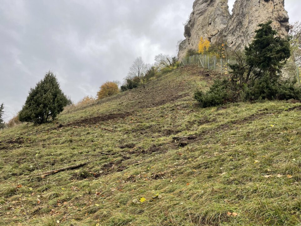 Das Bild zeigt eine offene Wiese mit kurzem Gras, das stellenweise braune und aufgewühlte Bereiche aufweist, vermutlich durch Arbeiten zur Freistellung. Im Hintergrund ragen zwei markante Felsen steil in den Himmel, daneben ist ein Metallzaun sichtbar, der einen Bereich am Fuß der Felsen abgrenzt. Einige Sträucher und kleine Bäume mit herbstlich gefärbtem Laub sind über die Fläche verteilt, und der Himmel ist grau und bewölkt.
