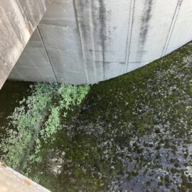 Das Bild zeigt den Innenbereich einer großen Betonstruktur mit einer gebogenen Wand. Der Boden ist teilweise mit dunklem Wasser bedeckt, auf dem sich grüne Pflanzen ausbreiten, die vermutlich Algen oder Wasserpflanzen sind. Die Betonflächen sind stark mit dunklen Flecken und Moos bewachsen, was auf Feuchtigkeit und längere Zeit ohne Wartung hinweist.