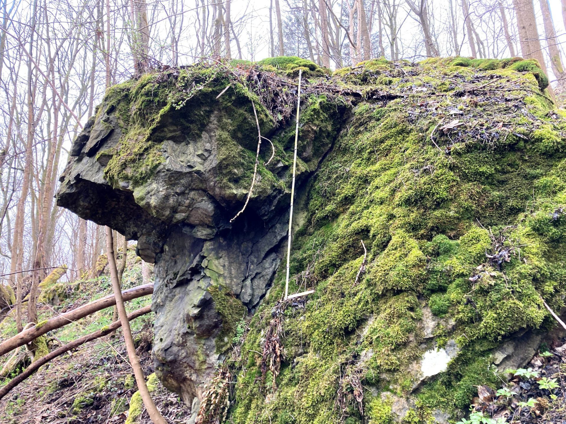 Das Bild zeigt einen großen Felsblock im Wald, der mit dichtem grünem Moos bedeckt ist. Im Hintergrund sind zahlreiche kahle Bäume zu sehen, die eine natürliche, bewaldete Umgebung andeuten.