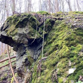 Das Bild zeigt einen großen Felsblock im Wald, der mit dichtem grünem Moos bedeckt ist. Im Hintergrund sind zahlreiche kahle Bäume zu sehen, die eine natürliche, bewaldete Umgebung andeuten.