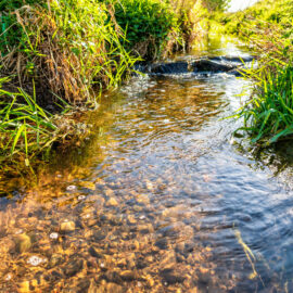 Das Bild zeigt einen klaren Bach, der durch eine grüne Wiesenlandschaft fließt. Das Wasser ist durchsichtig, sodass die Kieselsteine am Grund gut sichtbar sind, und es bilden sich kleine Wellen und Blasen an der Oberfläche. Die Ufer sind dicht mit Gras bewachsen, das teilweise ins Wasser hängt, und die Szene ist von hellem Sonnenlicht durchflutet.