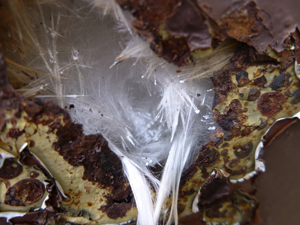 Zu sehen ist eine stark vergrößerte Detailaufnahme eines beschädigten Materials mit freiliegenden, feinen weißen Fasern im Zentrum. Die umgebende Oberfläche zeigt unregelmäßige braune und gelbliche Strukturen mit abblätternden Schichten.