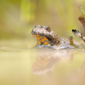 Das Bild zeigt einen kleinen Frosch, der teilweise im Wasser eines Teiches oder Tümpels sitzt. Der Frosch hat eine auffällige orangefarbene Zeichnung an der Kehle, die sich im ruhigen Wasser spiegelt. Rechts neben dem Tier wächst eine kleine Pflanze mit grünen und violetten Blättern, während der Hintergrund weich und unscharf in natürlichen Grüntönen gehalten ist.
