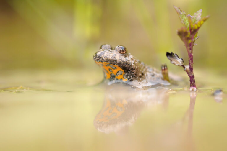 Das Bild zeigt einen kleinen Frosch, der teilweise im Wasser eines Teiches oder Tümpels sitzt. Der Frosch hat eine auffällige orangefarbene Zeichnung an der Kehle, die sich im ruhigen Wasser spiegelt. Rechts neben dem Tier wächst eine kleine Pflanze mit grünen und violetten Blättern, während der Hintergrund weich und unscharf in natürlichen Grüntönen gehalten ist.