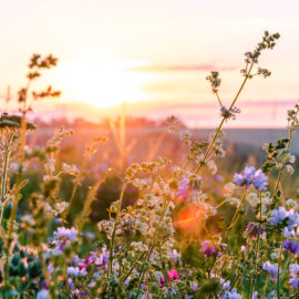 Das Bild zeigt eine blühende Wiese mit verschiedenen Wildblumen in Rosa-, Lila- und Weißtönen. Die Pflanzen sind von der tiefstehenden Sonne beleuchtet, die am Horizont einen warmen goldenen Schein erzeugt und die Szene in sanftes Licht taucht. Im Hintergrund sind Felder und ein weiter Himmel zu erkennen, was eine natürliche und offene Landschaft vermittelt.