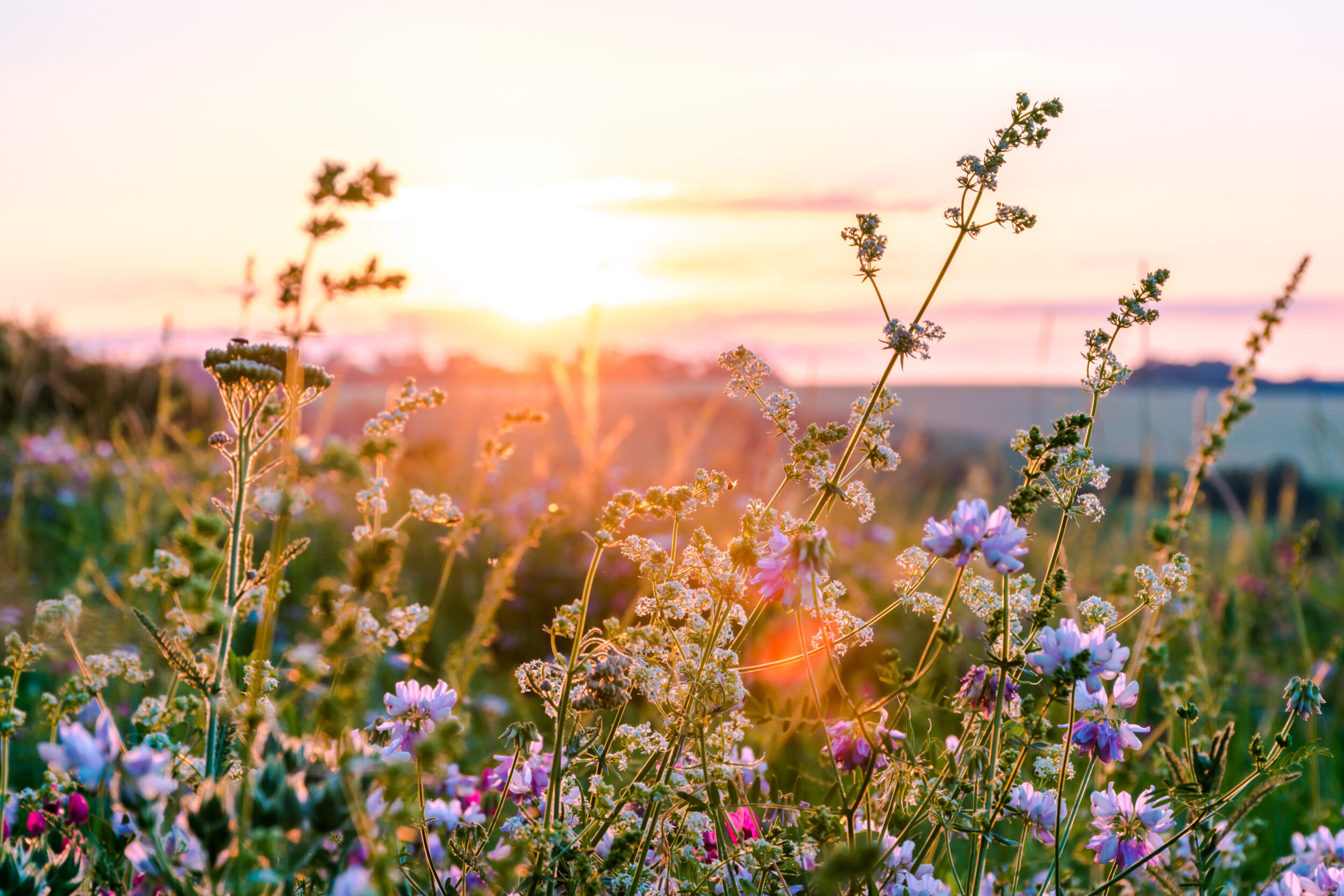 Das Bild zeigt eine blühende Wiese mit verschiedenen Wildblumen in Rosa-, Lila- und Weißtönen. Die Pflanzen sind von der tiefstehenden Sonne beleuchtet, die am Horizont einen warmen goldenen Schein erzeugt und die Szene in sanftes Licht taucht. Im Hintergrund sind Felder und ein weiter Himmel zu erkennen, was eine natürliche und offene Landschaft vermittelt.
