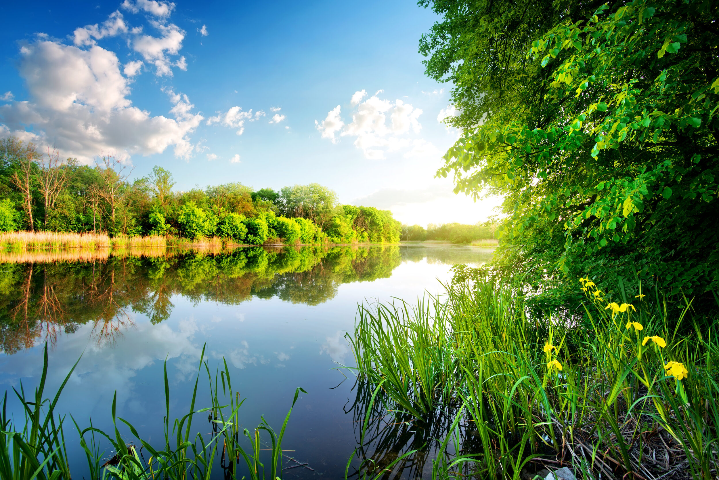 Das Bild zeigt eine ruhige Flusslandschaft an einem sonnigen Tag. Im Vordergrund wachsen grüne Gräser und gelbe Blumen am Ufer, während rechts dichte Bäume mit frischem Laub zu sehen sind. Der Fluss spiegelt die Bäume und den blauen Himmel mit weißen Wolken, und am gegenüberliegenden Ufer erstreckt sich ein grüner Waldstreifen.