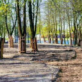 Das Bild zeigt eine Baustelle in einem Parkbereich mit vielen Bäumen, die in Reihen stehen. Der Boden ist größtenteils aufgelockert und zeigt vorbereitete Flächen für Wege oder Pflanzungen, einige Bereiche sind mit Holzpflöcken markiert. Um mehrere Bäume sind Holzschutzvorrichtungen angebracht, und im Hintergrund ist ein Gewässer sowie grüne Wiesen sichtbar.