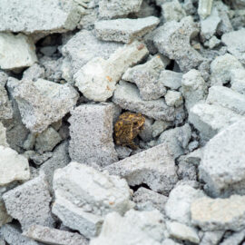Das Bild zeigt einen kleinen braunen Frosch, der sich zwischen vielen grauen Beton- oder Steinbruchstücken versteckt. Die Bruchstücke sind unregelmäßig geformt und liegen dicht aneinander, wodurch der Frosch gut getarnt ist. Die Szene vermittelt den Eindruck einer Baustelle oder eines Abbruchbereichs, in dem sich das Tier einen geschützten Platz gesucht hat.
