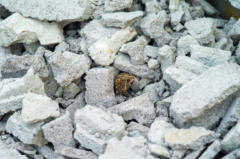 Das Bild zeigt einen kleinen braunen Frosch, der sich zwischen vielen grauen Beton- oder Steinbruchstücken versteckt. Die Bruchstücke sind unregelmäßig geformt und liegen dicht aneinander, wodurch der Frosch gut getarnt ist. Die Szene vermittelt den Eindruck einer Baustelle oder eines Abbruchbereichs, in dem sich das Tier einen geschützten Platz gesucht hat.