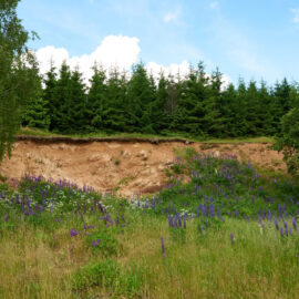 Das Bild zeigt eine offene Geländefläche mit einer steilen, erodierten Böschung aus braunem Erdmaterial. Im Vordergrund wachsen zahlreiche Wildblumen und Gräser, darunter auffällige violette Blüten, die die Böschung teilweise bedecken. Im Hintergrund steht eine dichte Reihe von dunkelgrünen Nadelbäumen unter einem hellblauen Himmel mit einigen weißen Wolken.
