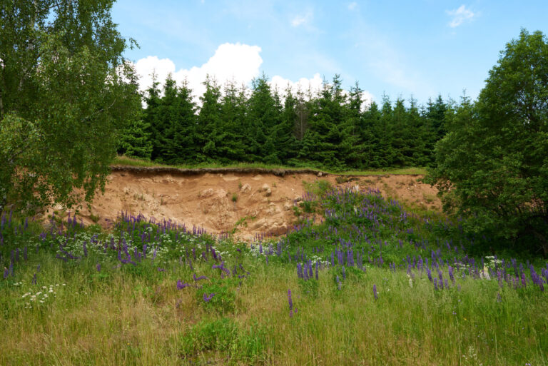 Das Bild zeigt eine offene Geländefläche mit einer steilen, erodierten Böschung aus braunem Erdmaterial. Im Vordergrund wachsen zahlreiche Wildblumen und Gräser, darunter auffällige violette Blüten, die die Böschung teilweise bedecken. Im Hintergrund steht eine dichte Reihe von dunkelgrünen Nadelbäumen unter einem hellblauen Himmel mit einigen weißen Wolken.
