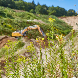 Das Bild zeigt eine offene Landschaft mit sandigen Böschungen und dichter Vegetation im Vordergrund, darunter hohe Gräser und blühende Wildpflanzen. Im Hintergrund ist ein großes gelbes Baustellenfahrzeug, vermutlich ein Bagger, zu erkennen, das auf einer Erdfläche arbeitet. Die Umgebung ist von grünen Hängen und Bäumen umgeben, und der Himmel ist klar blau mit vereinzelten Wolken, was auf sonniges Wetter hinweist.
