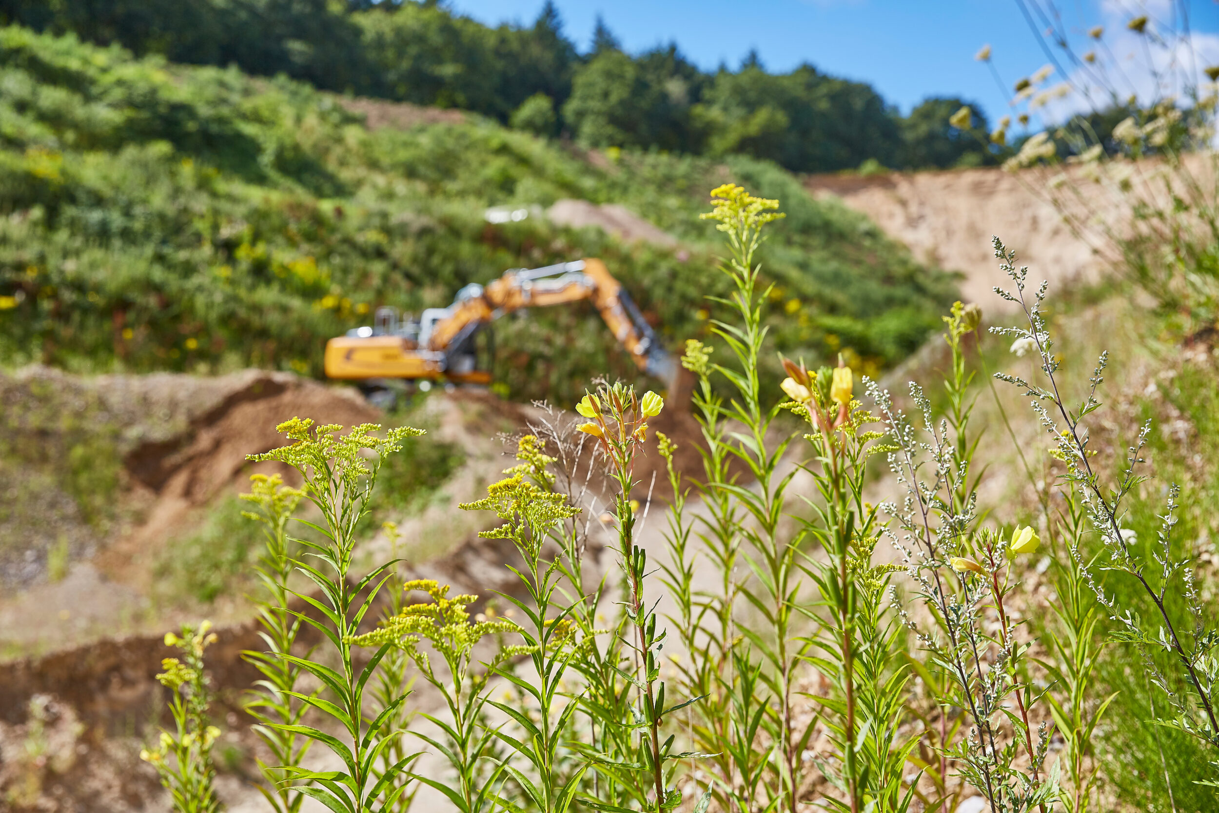 Das Bild zeigt eine offene Landschaft mit sandigen Böschungen und dichter Vegetation im Vordergrund, darunter hohe Gräser und blühende Wildpflanzen. Im Hintergrund ist ein großes gelbes Baustellenfahrzeug, vermutlich ein Bagger, zu erkennen, das auf einer Erdfläche arbeitet. Die Umgebung ist von grünen Hängen und Bäumen umgeben, und der Himmel ist klar blau mit vereinzelten Wolken, was auf sonniges Wetter hinweist.