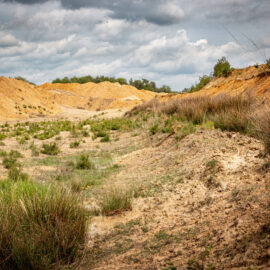 Das Bild zeigt eine offene Landschaft mit sandigen und lehmigen Böschungen, die sich in sanften Hügeln erstrecken. Im Vordergrund wachsen vereinzelte Grasbüschel und niedrige Pflanzen auf dem trockenen Boden, während die Böschungen im Hintergrund in warmen Gelbtönen leuchten.