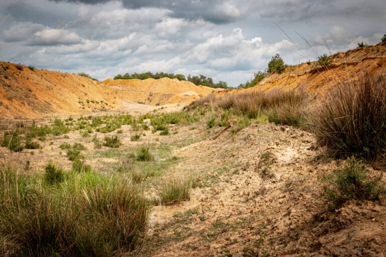 Das Bild zeigt eine offene Landschaft mit sandigen und lehmigen Böschungen, die sich in sanften Hügeln erstrecken. Im Vordergrund wachsen vereinzelte Grasbüschel und niedrige Pflanzen auf dem trockenen Boden, während die Böschungen im Hintergrund in warmen Gelbtönen leuchten.